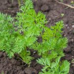 Kaj storiti, če korenje raste kot šop: preprosta pravila za pripravo tal za popoln pridelek kaj-storiti-ce-korenje-raste-kot-sop-preprosta-pravila-za.jpg