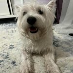 Kaj storiti, če vaš pes obrne skledo s hrano navzdol: 3 praktični koraki za odpravo tega vedenja kaj-storiti-ce-vas-pes-obrne-skledo-s-hrano-navzdol.jpg