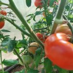 Kako gojiti paradižnik brez fitoftor: preizkušena metodologija za trajnostni pridelek kako-gojiti-paradiznik-brez-fitoftor-preizkusena-metodologija-za-trajnostni-pridelek.jpg