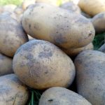 Kako iz grma dobiti vedro krompirja: glavne napake pri sajenju, ki zmanjšajo pridelek kako-iz-grma-dobiti-vedro-krompirja-glavne-napake-pri-sajenju.jpg