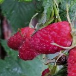 Kako vezati maline: preprost način za podvojitev pridelka jagodičevja kako-vezati-maline-preprost-nacin-za-podvojitev-pridelka-jagodicevja.jpg