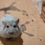 Zakaj hrček vleče polnilo za lica: kako se v kletki kaže instinkt gradnje gnezda zakaj-hrcek-vlece-polnilo-za-lica-kako-se-v-kletki.jpg