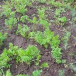 Zakaj je korenje lahko nesladko: kako datum sajenja vpliva na okus korenovk zakaj-je-korenje-lahko-nesladko-kako-datum-sajenja-vpliva-na.jpg