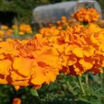 Zakaj je žamet postal najboljši prijatelj gredice z jagodami: skrite prednosti skromne rože zakaj-je-zamet-postal-najboljsi-prijatelj-gredice-z-jagodami-skrite.jpg