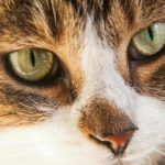 Zakaj mačka mrka: 5 skritih razlogov, ki presegajo užitek zakaj-macka-mrka-5-skritih-razlogov-ki-presegajo-uzitek.jpg