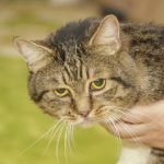 Zakaj mačka označuje vogale v stanovanju: kako stres in instinkti vplivajo na vedenje hišnega ljubljenčka zakaj-macka-oznacuje-vogale-v-stanovanju-kako-stres-in-instinkti.jpg