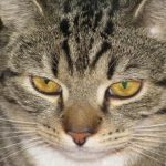 Zakaj mačka posnema zakopavanje hrane: glavni razlogi zoopsihologov zakaj-macka-posnema-zakopavanje-hrane-glavni-razlogi-zoopsihologov.jpg