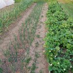 Zakaj navaden pepel dela čudeže na gredah: skrivnost, o kateri izkušeni vrtnarji molčijo zakaj-navaden-pepel-dela-cudeze-na-gredah-skrivnost-o-kateri.jpg