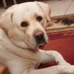 Zakaj ne smete postaviti pasje sklede za hrano na visokem nadstropju: 3 tveganja za zdravje vašega ljubljenčka zakaj-ne-smete-postaviti-pasje-sklede-za-hrano-na-visokem.jpg