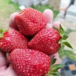 Zakaj obrezovati jagode ob različnih časih: skrivnost oblikovanja močnih sadnih brstov zakaj-obrezovati-jagode-ob-razlicnih-casih-skrivnost-oblikovanja-mocnih-sadnih.jpg