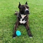 Zakaj pes na sprehodu žre tla: 5 glavnih razlogov in kako jih odpraviti zakaj-pes-na-sprehodu-zre-tla-5-glavnih-razlogov-in.jpg