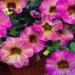 Zakaj petunije ne cvetijo: 4 napake pri negi, ki vas oropajo cvetnih brstov zakaj-petunije-ne-cvetijo-4-napake-pri-negi-ki-vas.jpg