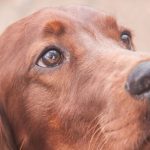 Zakaj se pes pred gospodarjem uleže na hrbet: dešifriranje gest podrejenosti in zaupanja zakaj-se-pes-pred-gospodarjem-uleze-na-hrbet-desifriranje-gest.jpg