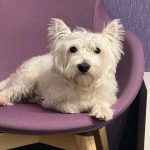 Zakaj se vaš pes pred spanjem valja: kako starodavni instinkti vplivajo na vedenje vašega ljubljenčka zakaj-se-vas-pes-pred-spanjem-valja-kako-starodavni-instinkti.jpg