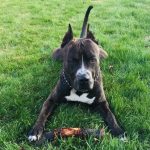 Zakaj vas pes na sprehodu gleda: kako razvozlati govorico telesa in okrepiti vez zakaj-vas-pes-na-sprehodu-gleda-kako-razvozlati-govorico-telesa.jpg