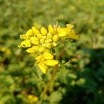 Zakaj je gorčica na zelenjavnem vrtu pomembnejša, kot si mislite: skrite prednosti stranskega gnojila zakaj-je-gorcica-na-zelenjavnem-vrtu-pomembnejsa-kot-si-mislite.jpg